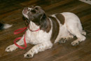 Dog Training at St John's Town of Dalry Town Hall