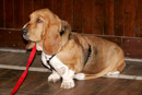 Dog Training at St John's Town of Dalry Town Hall