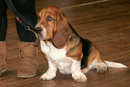 Dog Training at St John's Town of Dalry Town Hall