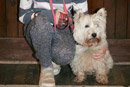 Dog Training at St John's Town of Dalry Town Hall