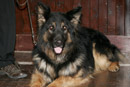 Dog Training at St John's Town of Dalry Town Hall