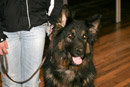 Dog Training at St John's Town of Dalry Town Hall