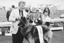 Best in Show at Working Breeds of Wales Championship Show