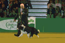 BEST OF BREED - Rosehurst Dirty Den in the big ring at Crufts