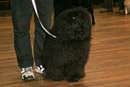 Dog Training at St John's Town of Dalry Town Hall