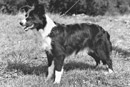 RBCC SH.CH. Rosehurst Karisma at Croxlea - breeder/handler