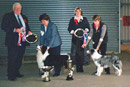Eric & Helen were voted by the members of the Border Collie Club of GB to be the first husband and wife team to judge their championship show.