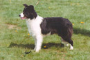 SH.CH. Rosehurst No NZ Is Good News - Eukanuba Top Border Collie Puppy 2000